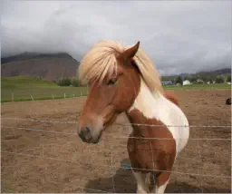 Unterwegs in Austurland, Island