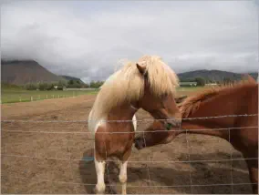 Unterwegs in Austurland, Island