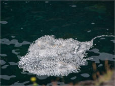 Arnastapi - Halbinsel Snaefelsnes, Island