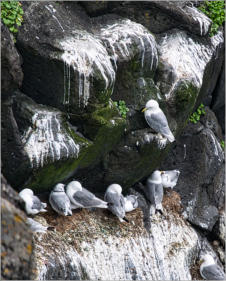 Arnastapi - Halbinsel Snaefelsnes, Island