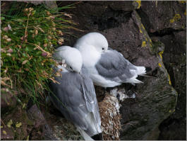 Arnastapi - Halbinsel Snaefelsnes, Island