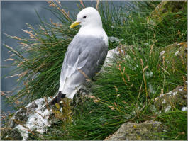 Arnastapi - Halbinsel Snaefelsnes, Island