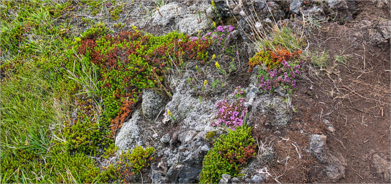 Djupalonssandur/Dritvik - Halbinsel Snæfellsnes, Island