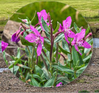 Eldborg Krater und Umgebung, Island