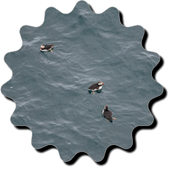 Halbinsel Snæfellsnes, Island