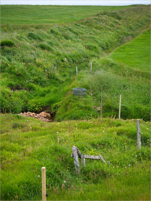Illugastaðir  Seal-Watching, Island