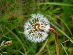 Illugastaðir  Seal-Watching, Island