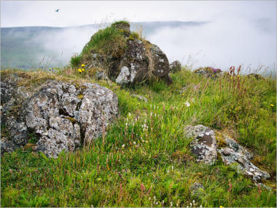 Illugastaðir  Seal-Watching, Island