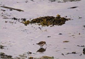 Illugastaðir  Seal-Watching, Island