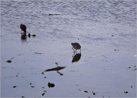 Illugastaðir  Seal-Watching, Island