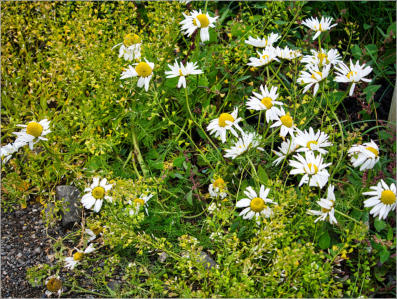Illugastaðir  Seal-Watching, Island