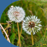 Illugastaðir  Seal-Watching, Island