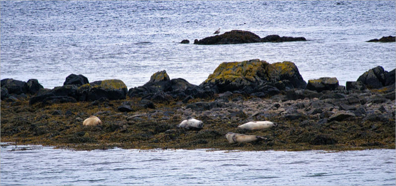 Illugastaðir  Seal-Watching, Island