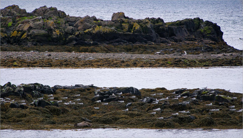 Illugastaðir  Seal-Watching, Island