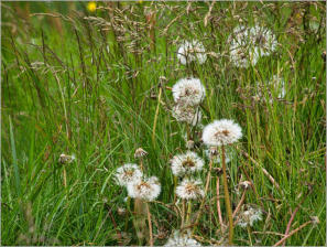Illugastaðir  Seal-Watching, Island