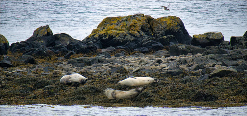 Illugastaðir  Seal-Watching, Island
