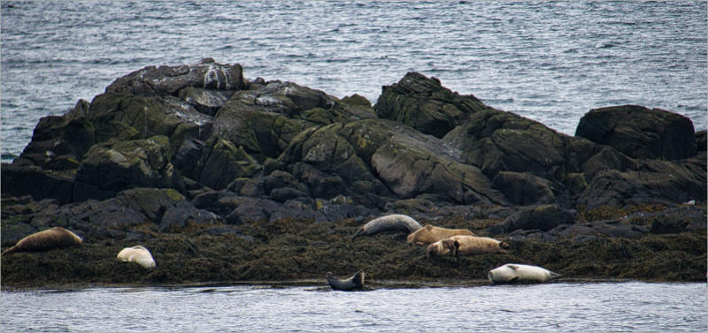 Illugastaðir  Seal-Watching, Island