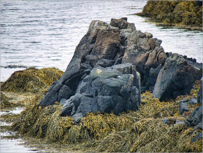 Illugastaðir  Seal-Watching, Island