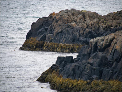 Illugastaðir  Seal-Watching, Island