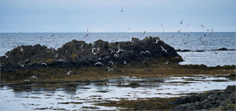 Illugastaðir  Seal-Watching, Island