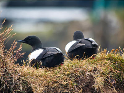 Illugastaðir  Seal-Watching, Island