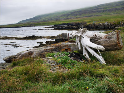 Illugastaðir  Seal-Watching, Island