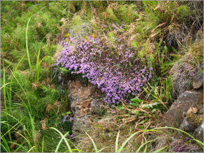 Illugastaðir  Seal-Watching, Island