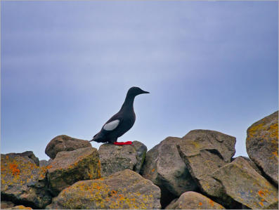 Illugastaðir  Seal-Watching, Island