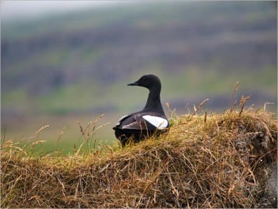 Illugastaðir  Seal-Watching, Island