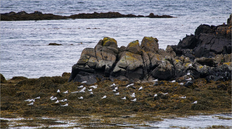 Illugastaðir  Seal-Watching, Island