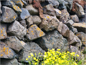 Illugastaðir  Seal-Watching, Island