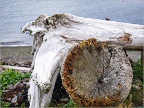 Illugastaðir  Seal-Watching, Island