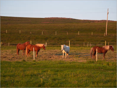 Impressionen Saltvik-Farm in Husavik, Island