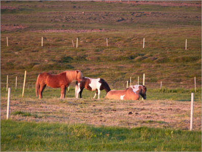 Impressionen Saltvik-Farm in Husavik, Island