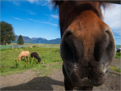 Island Pferde, Island