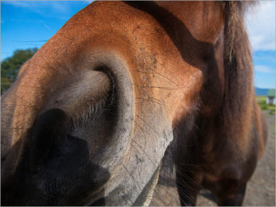 Island Pferde, Island