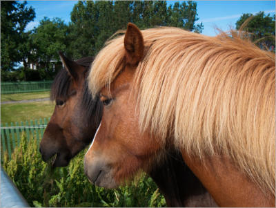 Island Pferde, Island