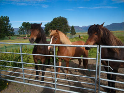 Island Pferde, Island