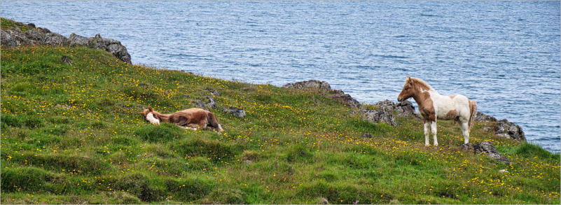 Islandpferde-Koppel - Vatnsnes, Island