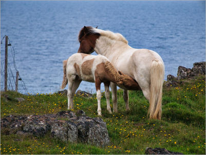 Islandpferde-Koppel - Vatnsnes, Island