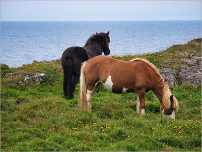Islandpferde-Koppel - Vatnsnes, Island