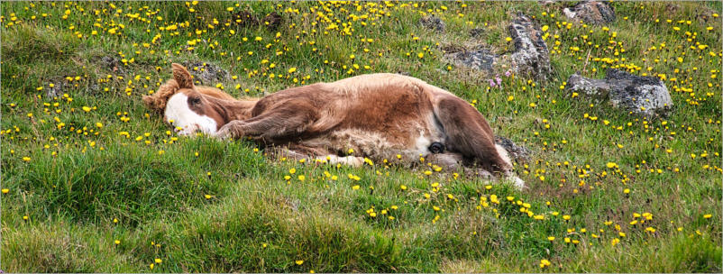 Islandpferde-Koppel - Vatnsnes, Island