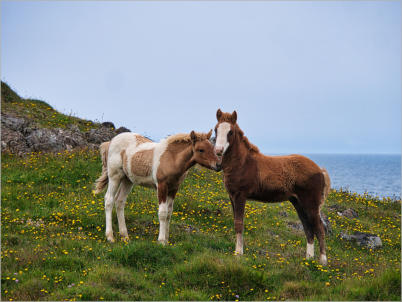Islandpferde-Koppel - Vatnsnes, Island