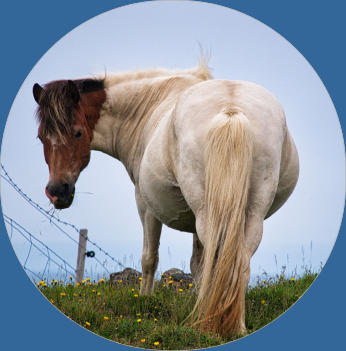 Islandpferde-Koppel - Vatnsnes, Island