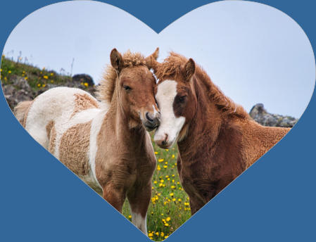 Islandpferde-Koppel - Vatnsnes, Island