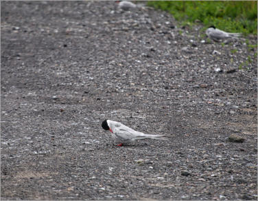 Küstenseeschwalben - Snæfellsnes, Island