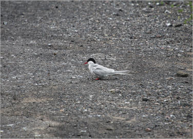 Küstenseeschwalben - Snæfellsnes, Island