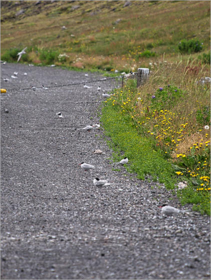 Küstenseeschwalben - Snæfellsnes, Island