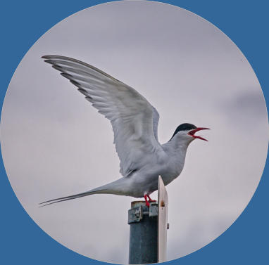 Küstenseeschwalben - Snæfellsnes, Island