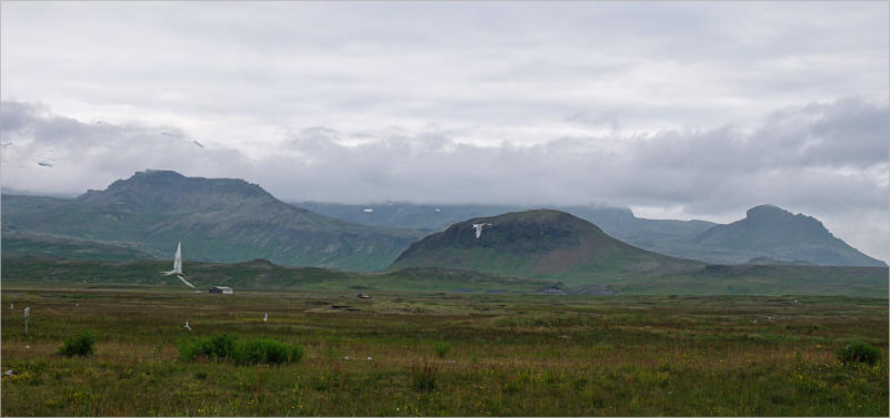 Küstenseeschwalben - Snæfellsnes, Island